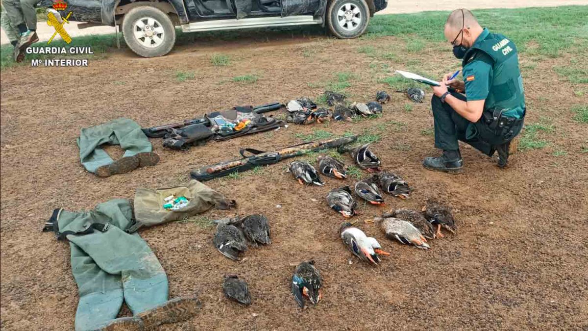 Armas y aves intervenidas en la investigación sobre caza furtiva en Los Palacios