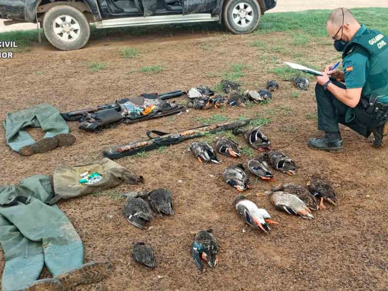 Armas y aves intervenidas en la investigación sobre caza furtiva en Los Palacios