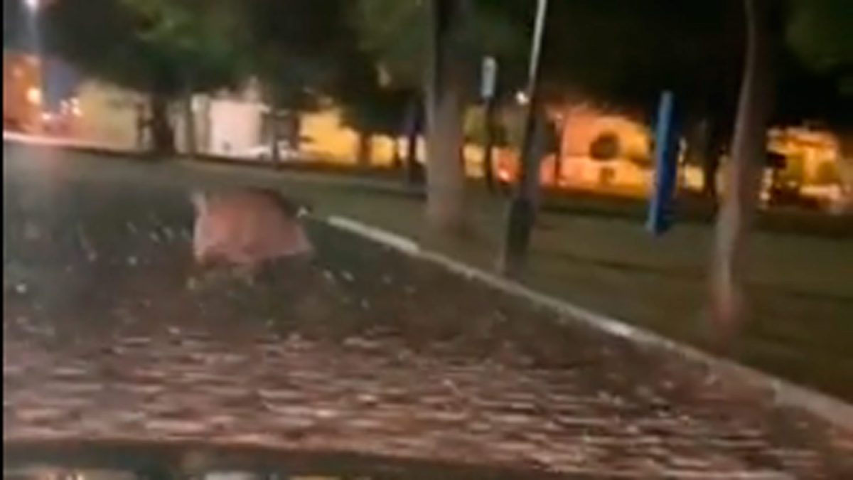 Jabalí en el recinto ferial de Alcalá