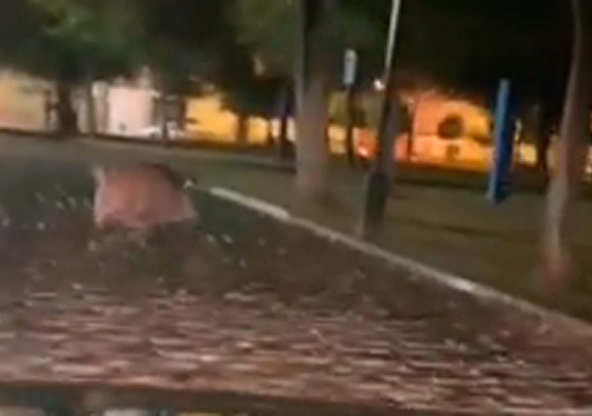 Jabalí en el recinto ferial de Alcalá