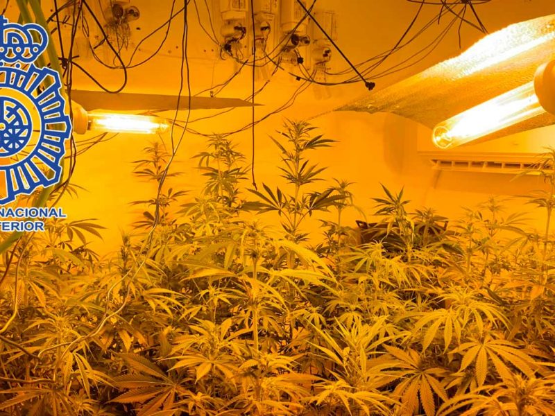 Plantas incautadas en el domicilio del arrestado