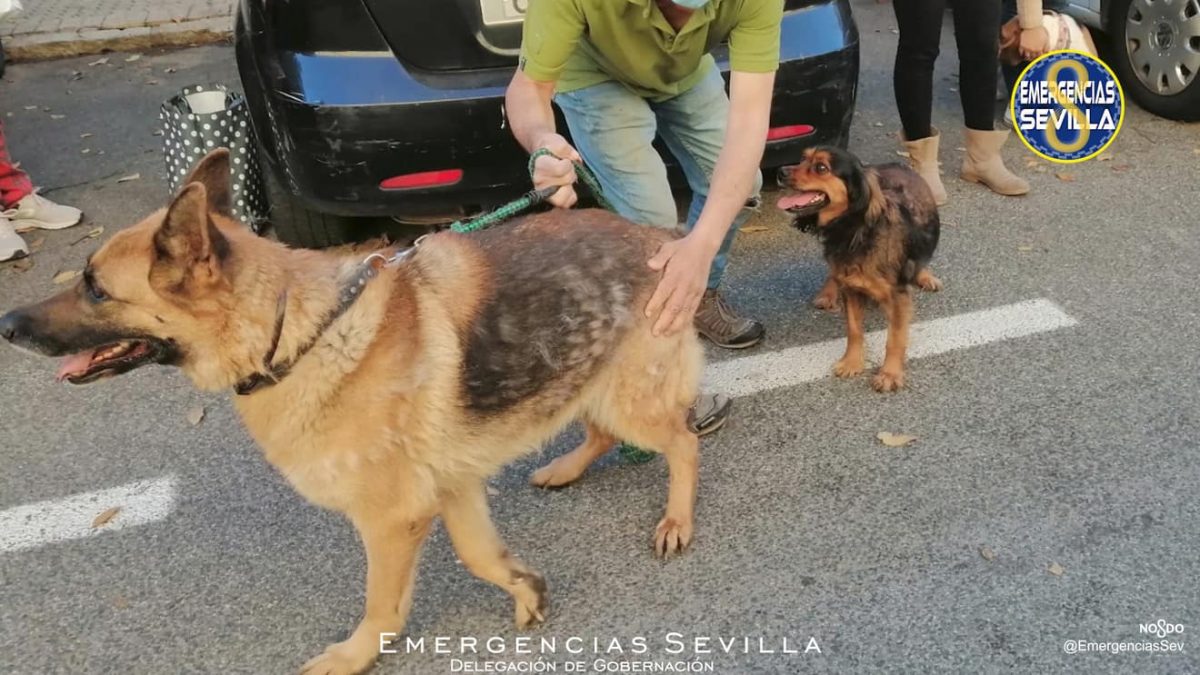 Animales recuperados / ES