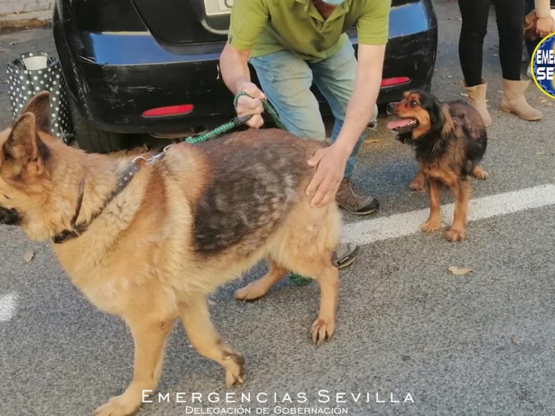 Animales recuperados / ES