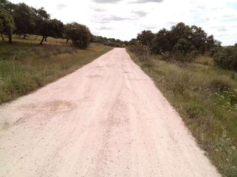 Camino forestal / Junta