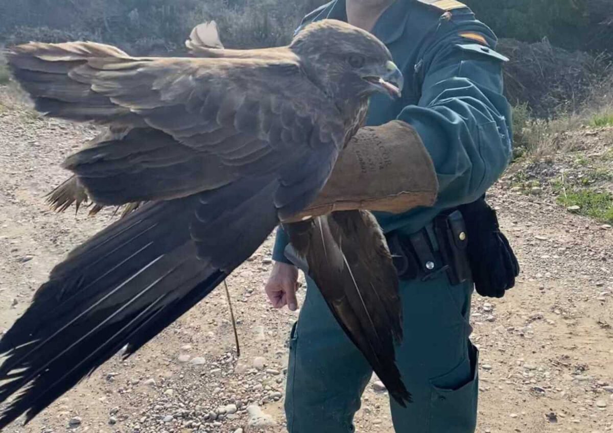 Águila ratonera recuperada / GC