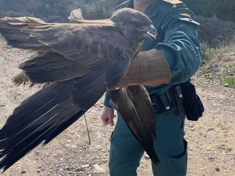 Águila ratonera recuperada / GC