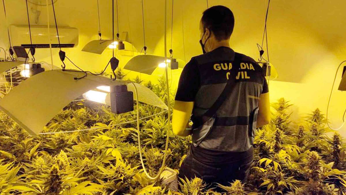Plantación indoor de marihuana / Archivo GC