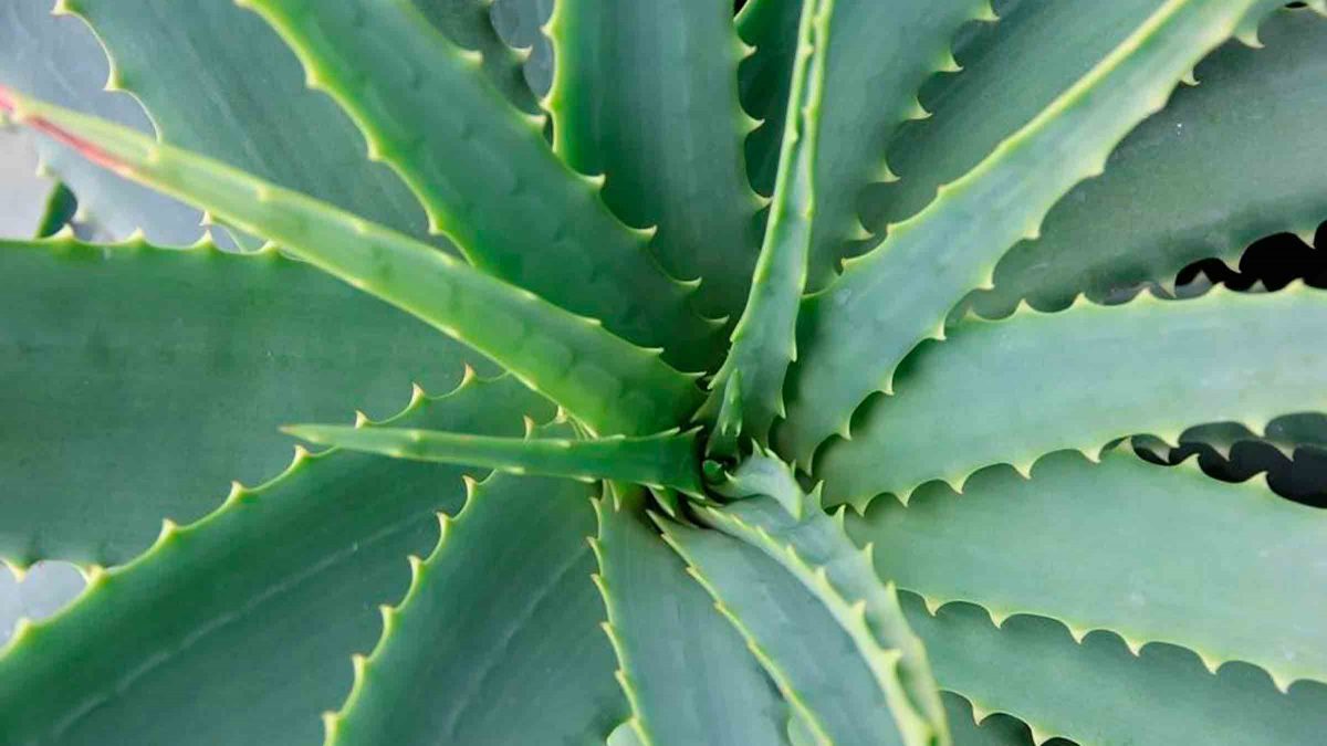 Planta de Aloe Vera