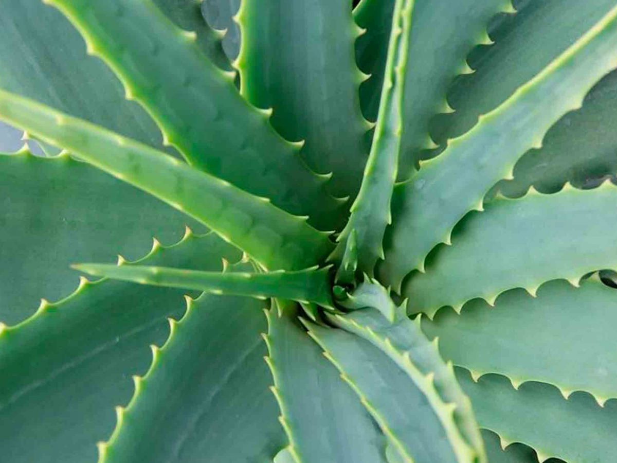 Planta de Aloe Vera