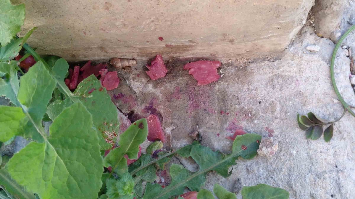 Imagen de comida envenenada para perros en San Juan de Aznalfarache / AD