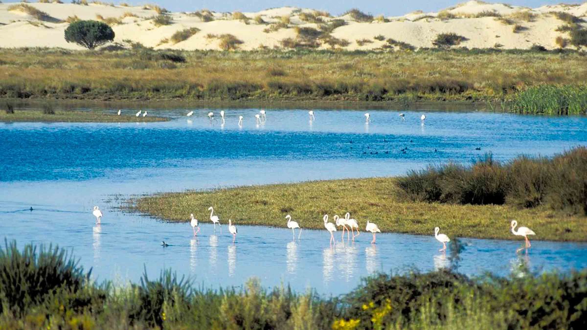 Imagen de humedales de Doñana / EA