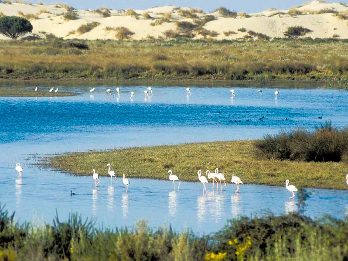 Imagen de humedales de Doñana / EA