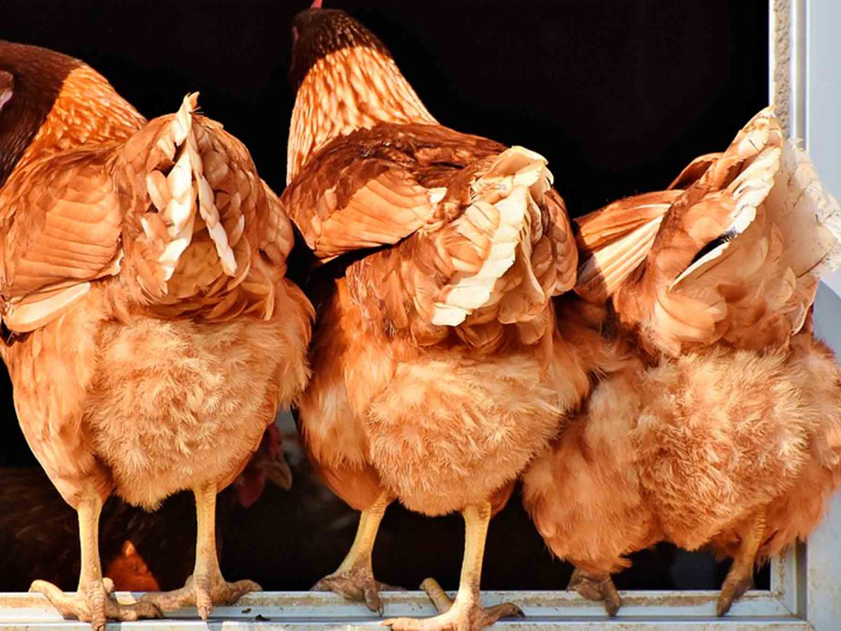 Gallinas de corral / Pixabay