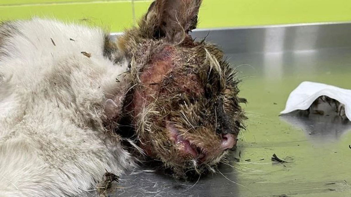 Un gato muere por el brutal maltrato animal que sufre en Almería / SA