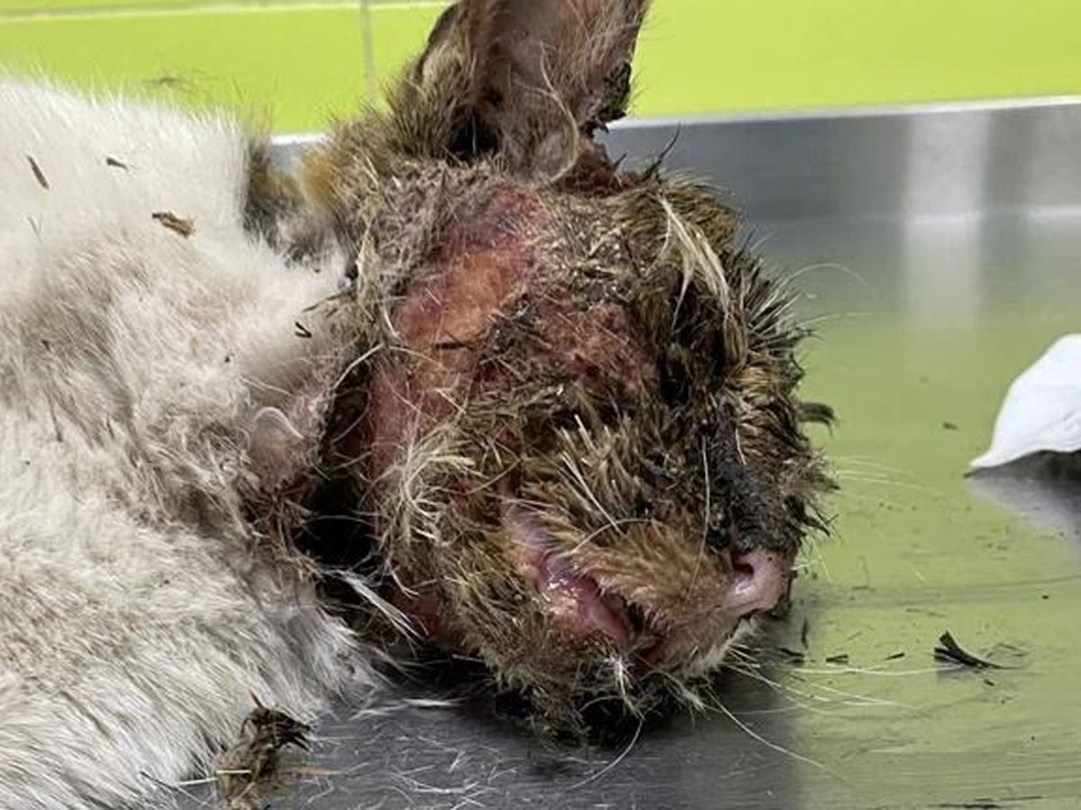 Un gato muere por el brutal maltrato animal que sufre en Almería / SA