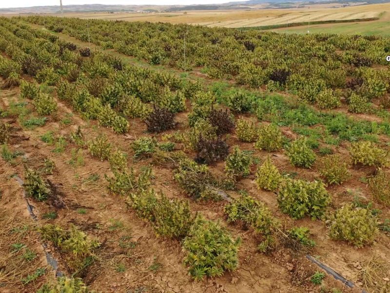 Mayor cultivo de marihuana de Europa