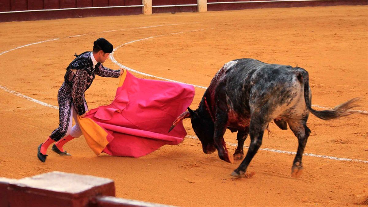 toros