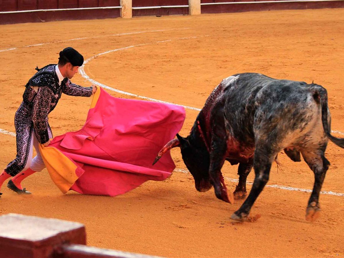 toros