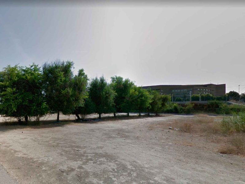 árboles Isla de la Cartuja