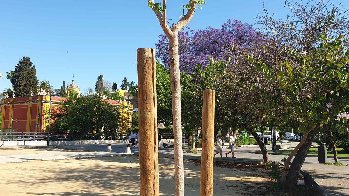 Plantación bahuinias Avenida de El Cid