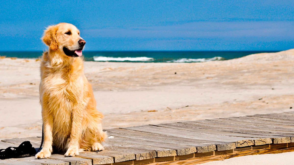 Imagen recurso de un perro en una playa