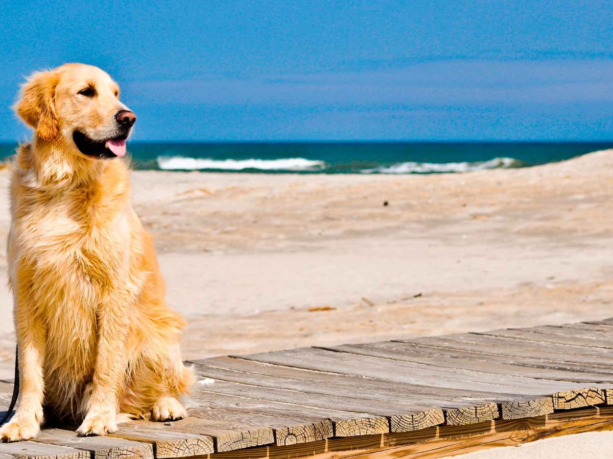 Imagen recurso de un perro en una playa