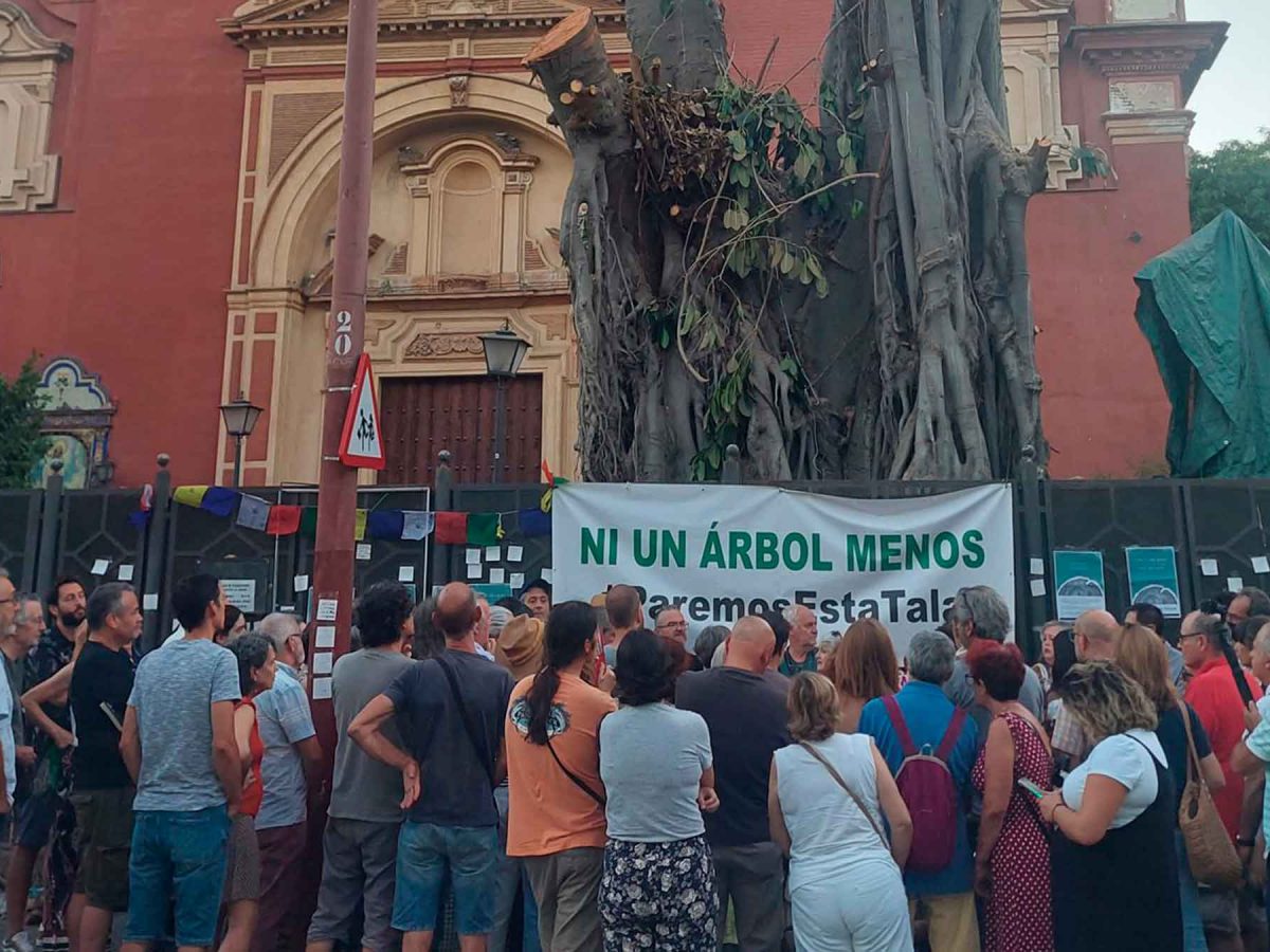 Imagen del Ficus de San Jacinto talado / SA