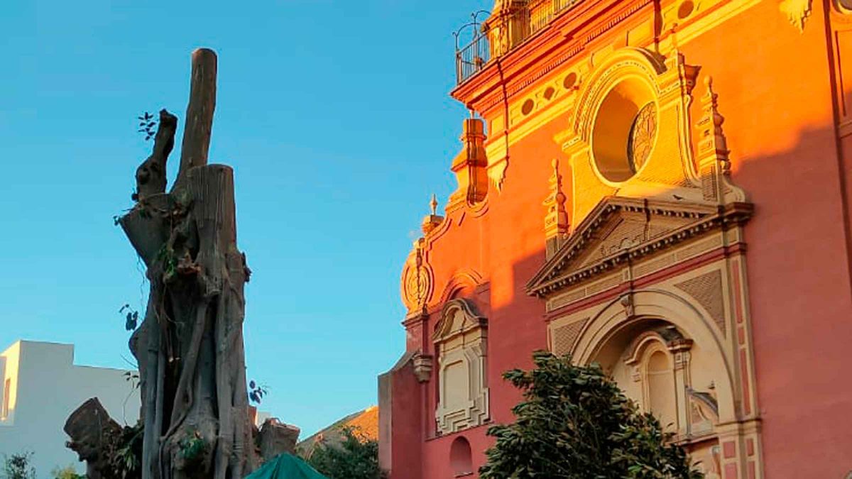 Ficus de San Jacinto, talado / SA