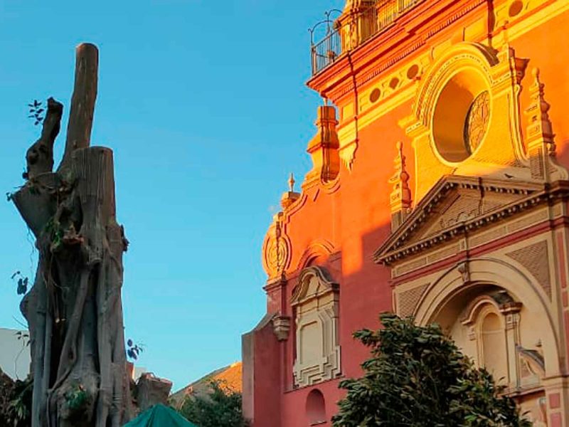 Ficus de San Jacinto, talado / SA