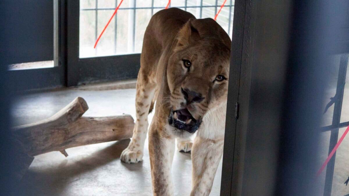 El León de Ucrania que se ha acogido en España / SA