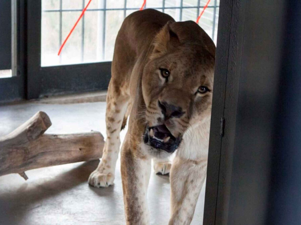 El León de Ucrania que se ha acogido en España / SA