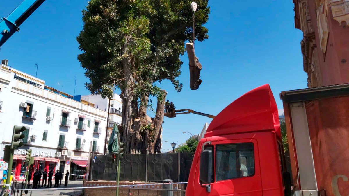 Imagen de la ejecución de la tala del ficus de San Jacinto / SA