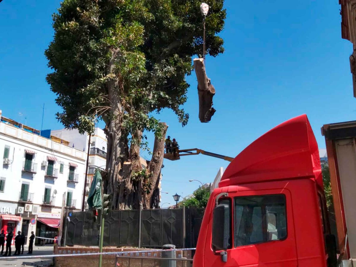Imagen de la ejecución de la tala del ficus de San Jacinto / SA