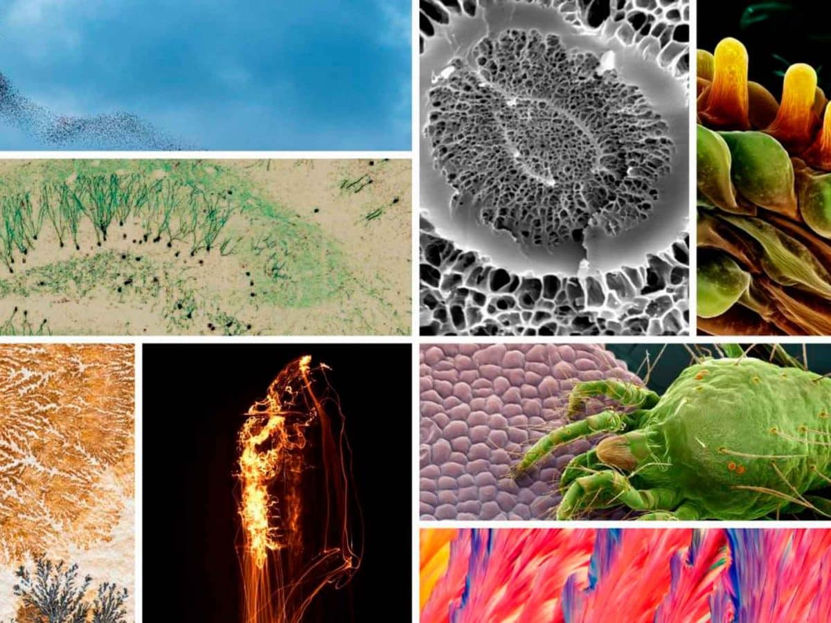 Las mejores imágenes científicas de 2022 según Fotciencia