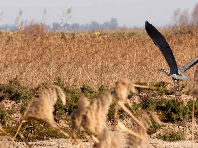 Imagen de Quintanilla del Capitán del Brazo del Este del Guadalquivir en la provincia de Sevilla / Diputación de Sevilla
