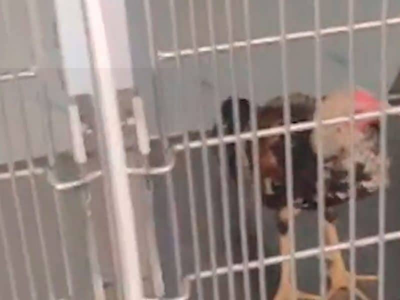 Estos gallos habitaban jaulas sucias y de reducido tamaño