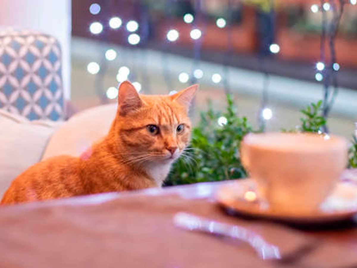 Este 'cat-café' ofrecerá cafés, dulces y, sobre todo, gatos