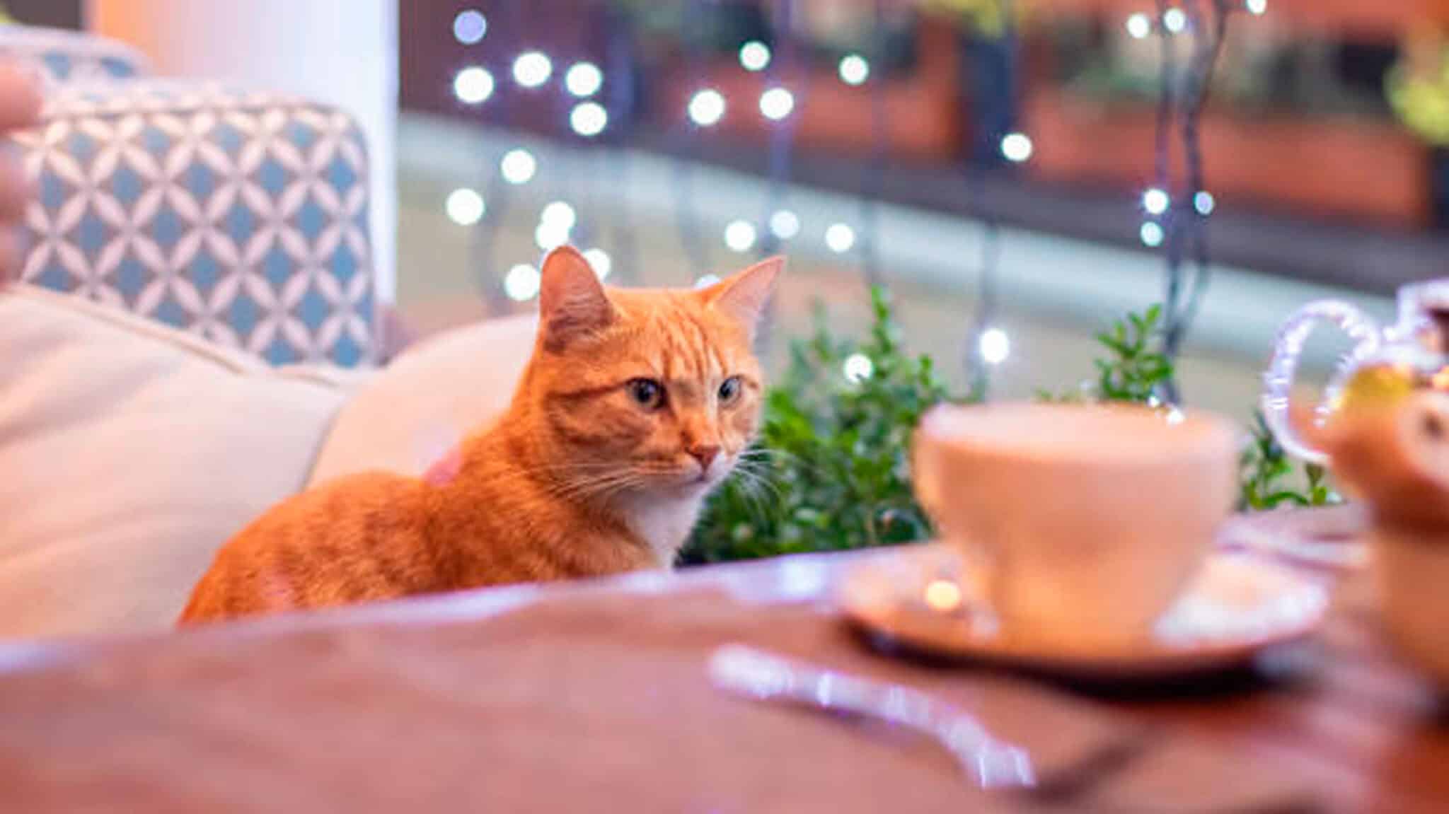 Abre Oh My Cat, el primer 'catcafé' de Sevilla