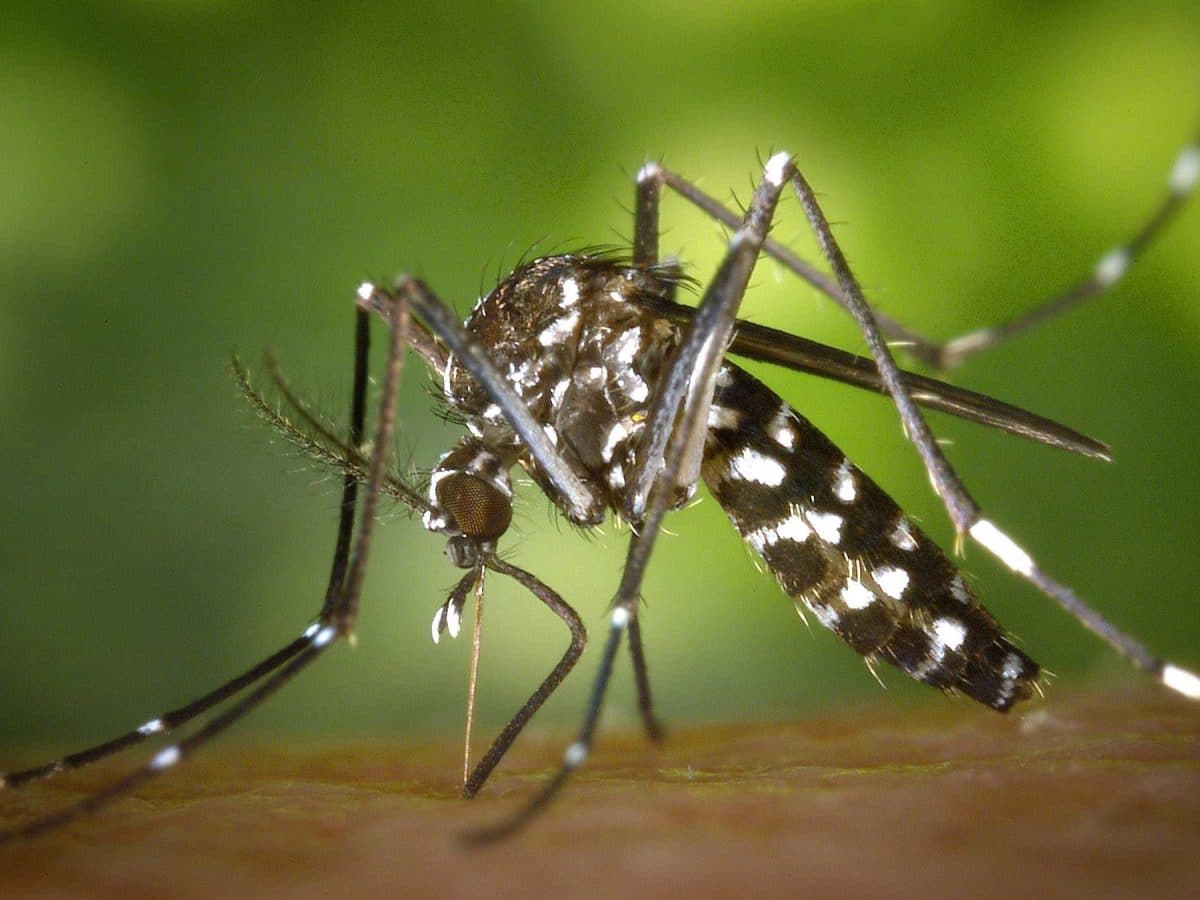 Controlar a estos mosquitos es clave en la lucha contra el Virus del Nilo