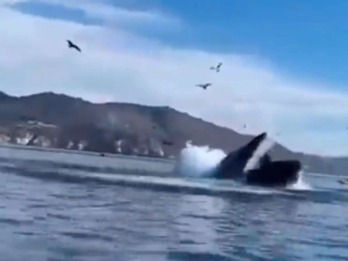 La impactante imagen de este peculiar suceso