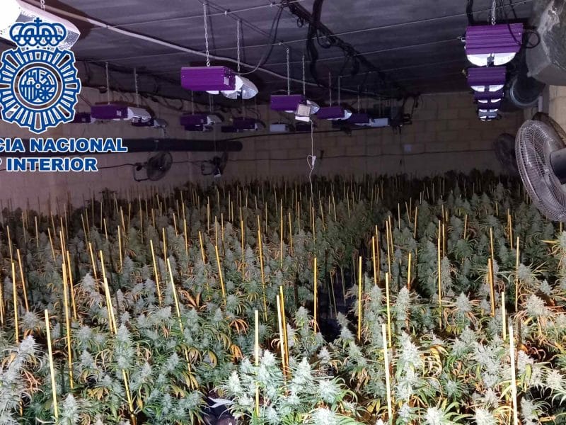 Grandes cantidades de marihuana fueron incautadas en esta operación