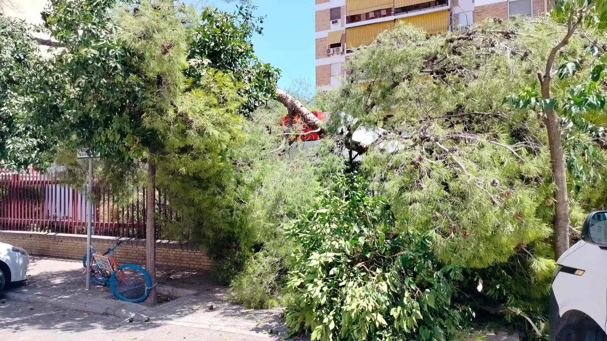 El lugar de los hechos tras caer este árbol / José Luis Caro Bozzino
