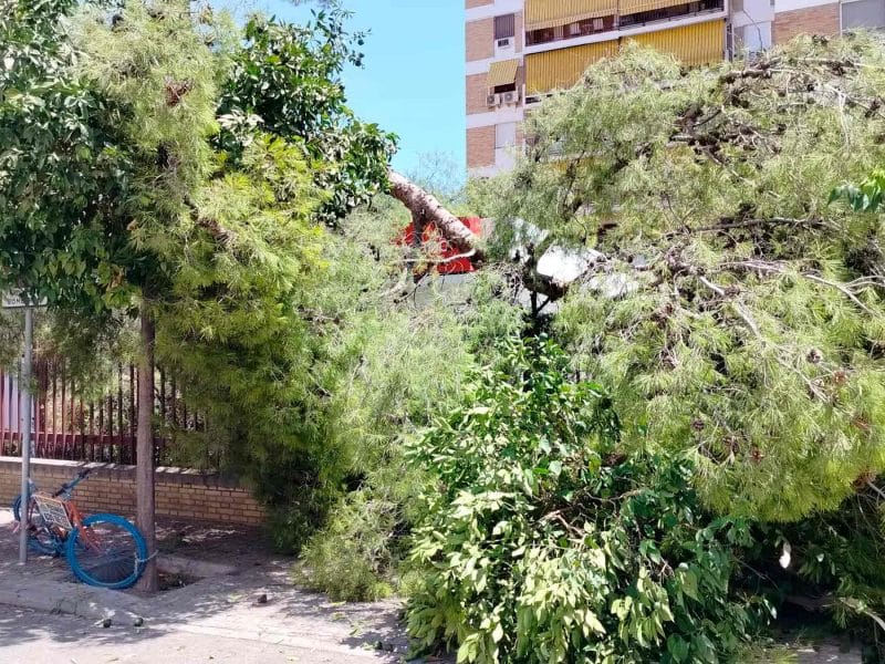 El lugar de los hechos tras caer este árbol / José Luis Caro Bozzino
