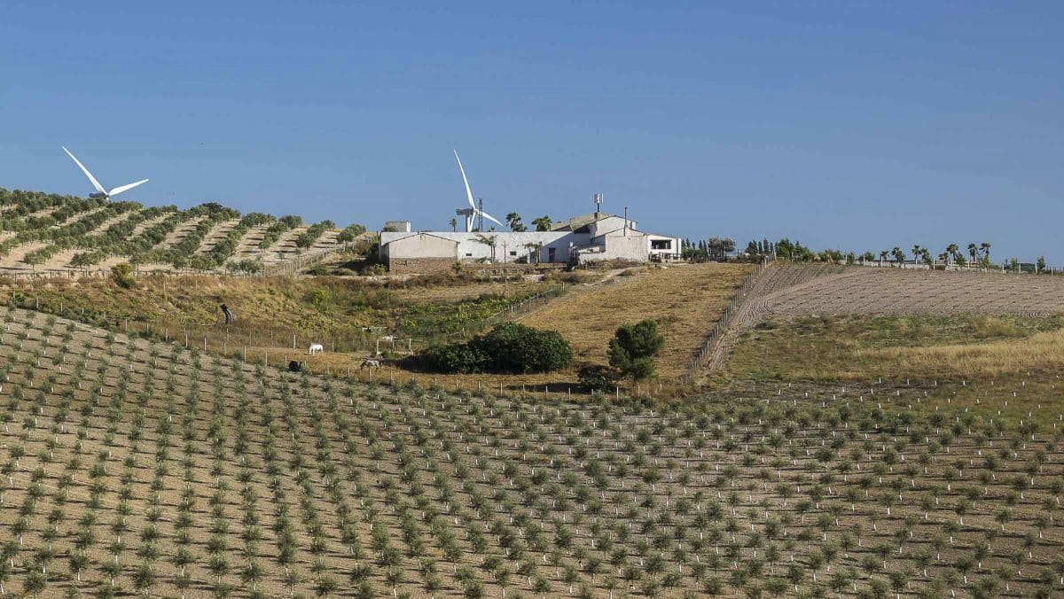 Imagen de recurso de un campo sevillano / Diputación de Sevilla