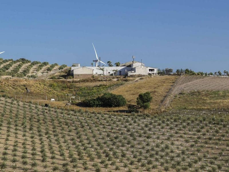 Imagen de recurso de un campo sevillano / Diputación de Sevilla