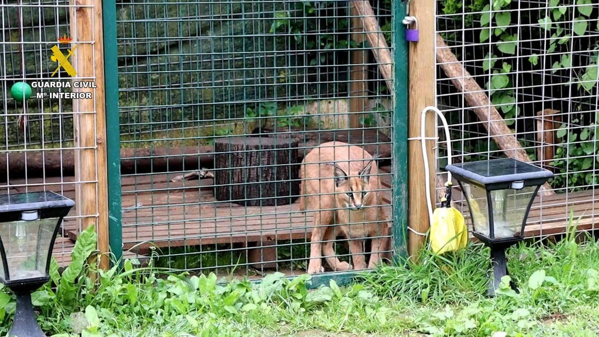 Estos linces se encontraban en una jaula en el patio de un domicilio