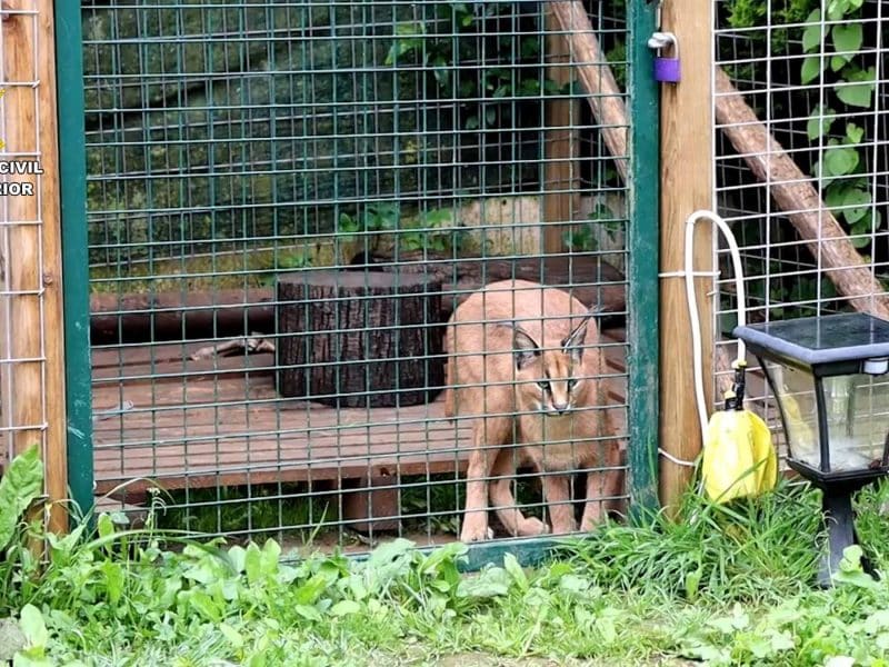 Estos linces se encontraban en una jaula en el patio de un domicilio