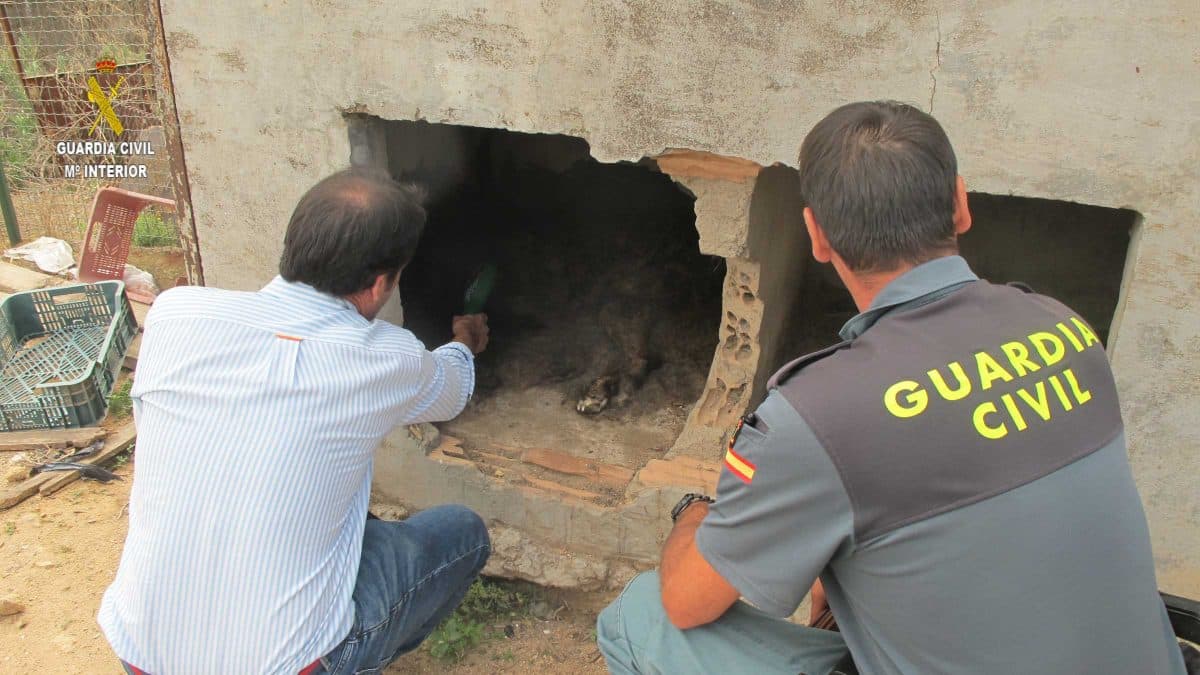 Agentes revisando estas instalaciones ganaderas y confirmando este caso de maltrato animal