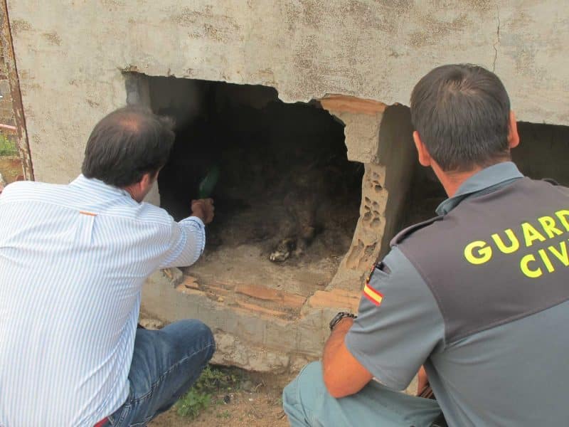 Agentes revisando estas instalaciones ganaderas y confirmando este caso de maltrato animal