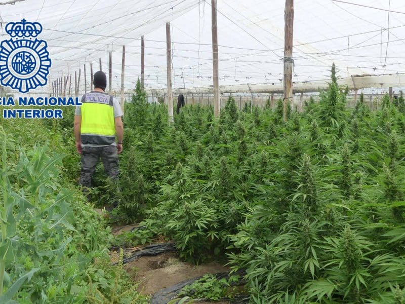 Un agente de policía junto a este gran cultivo de marihuana